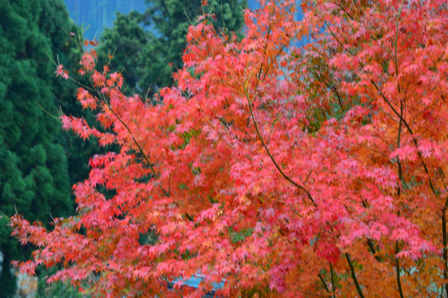 紅葉の美しい木々が並ぶ風景