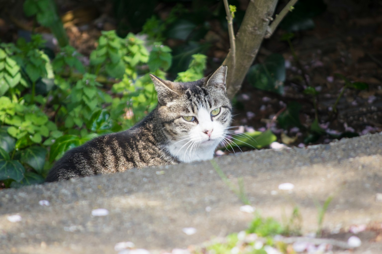 一只放松的猫在石头表面上休息，周围是绿色植物