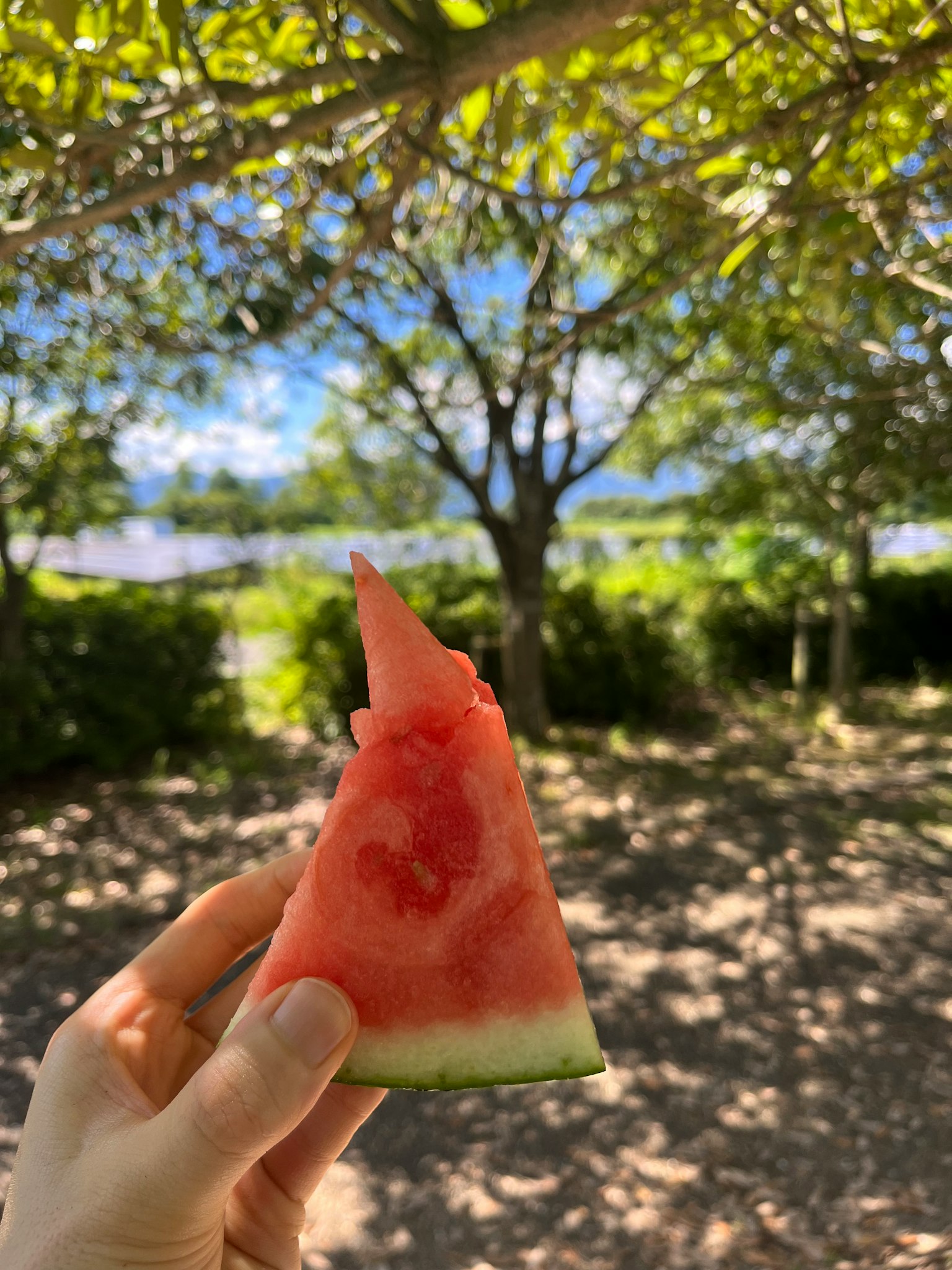 Eine Hand hält ein Stück Wassermelone mit einem natürlichen Hintergrund