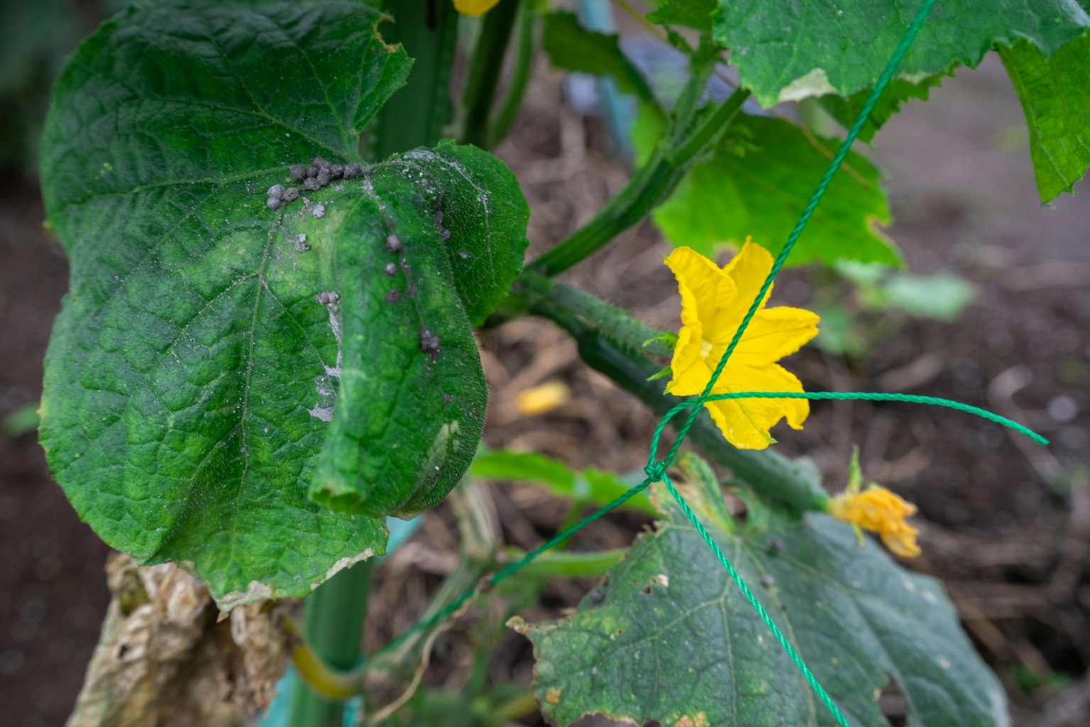 Close-up of a plant featuring green leaves and a yellow flower