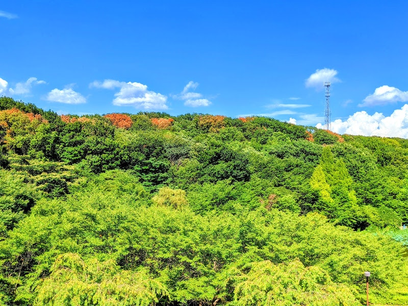 Green forested hills under a blue sky