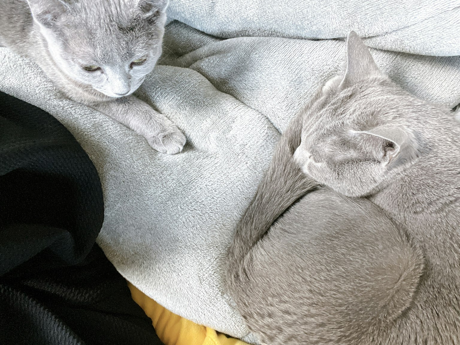 두 마리의 회색 고양이가 부드러운 담요 위에서 휴식을 취하고 있다