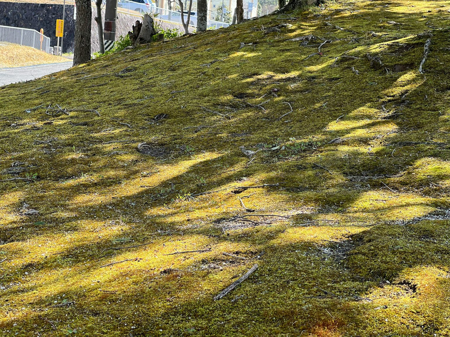 A sloped area covered with green moss showing shadows from trees