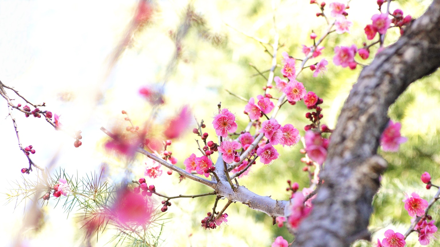 Close-up bunga pink yang indah di cabang tipis