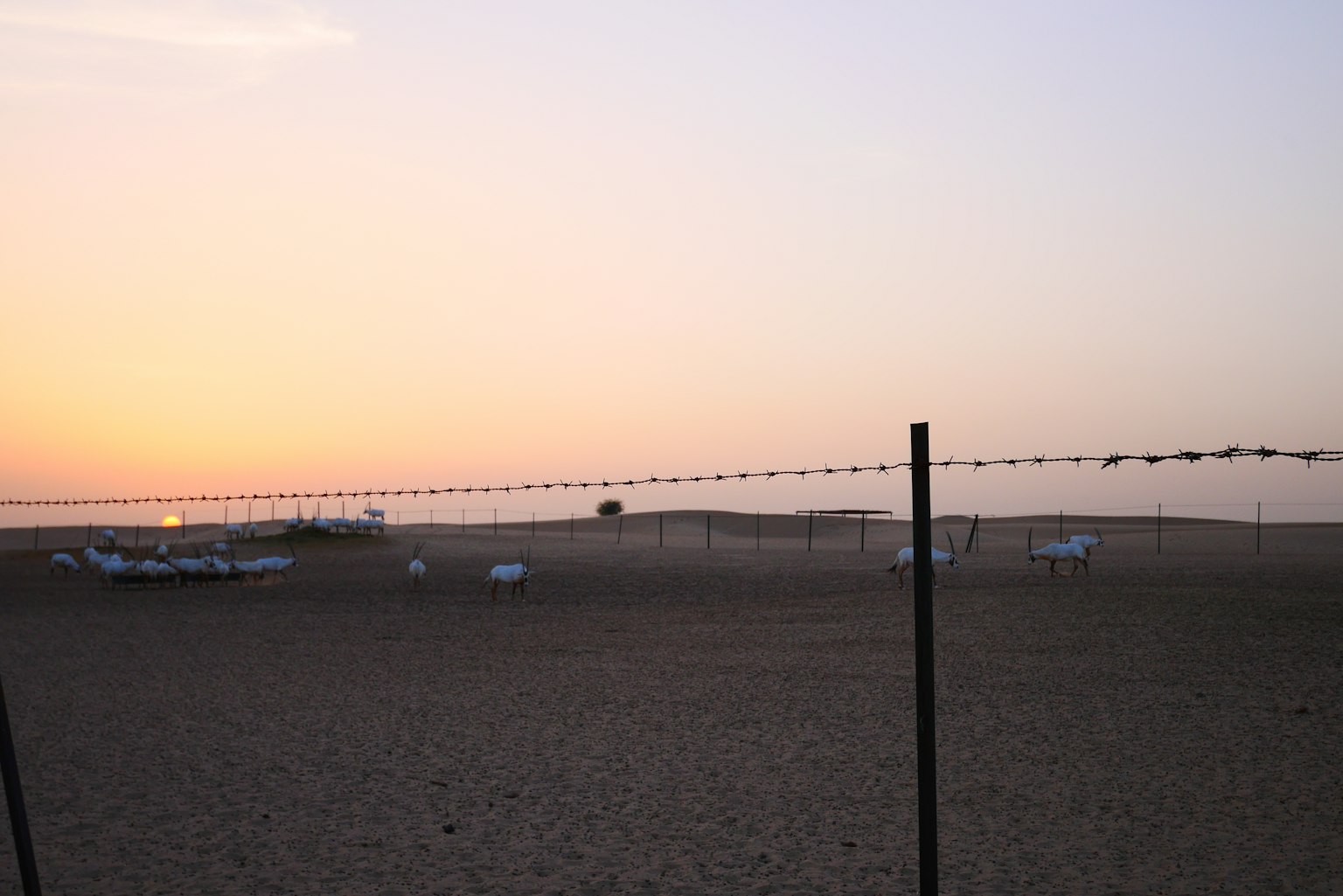 Wüstenlandschaft bei Sonnenuntergang mit einem Stacheldrahtzaun im Vordergrund