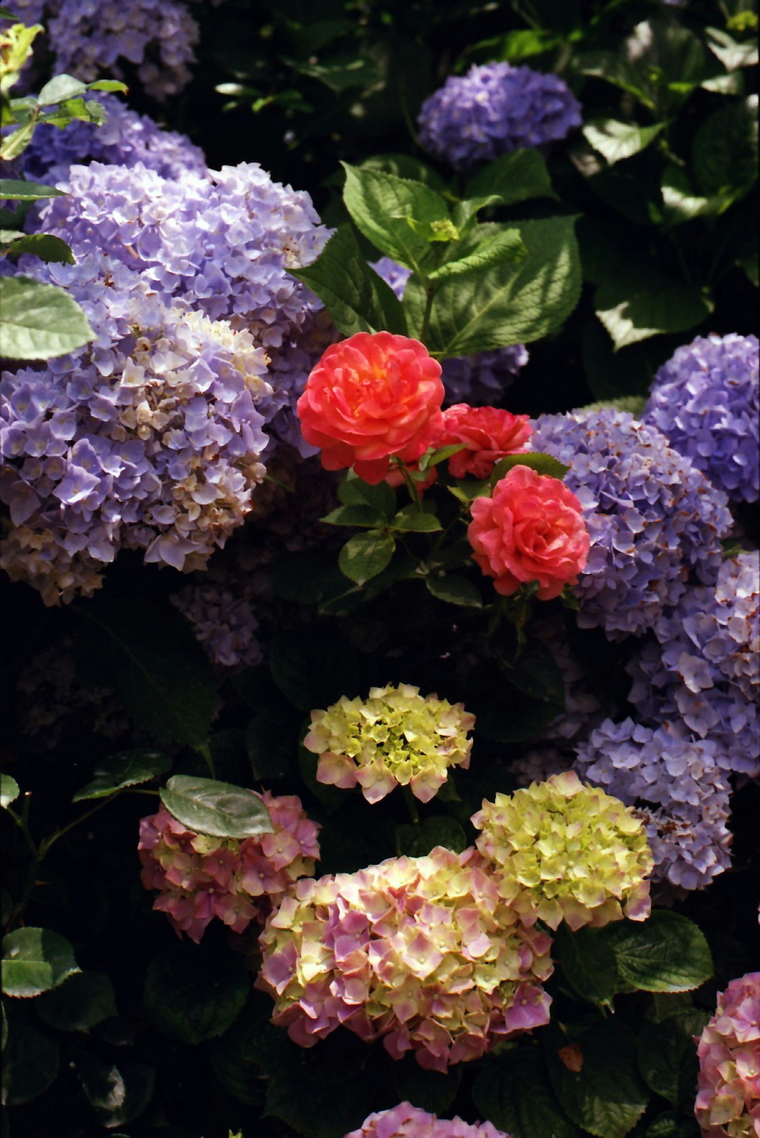 Koleksi bunga yang indah dengan berbagai warna hydrangea dan mawar merah yang mencolok di antaranya