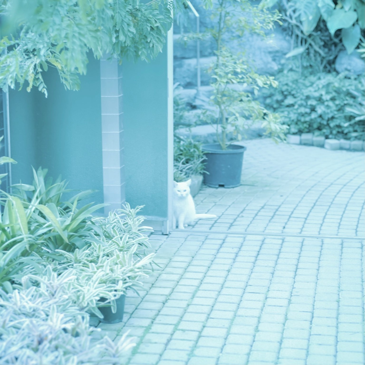 Eine weiße Katze sitzt ruhig in einem friedlichen Garten, umgeben von grünen Pflanzen