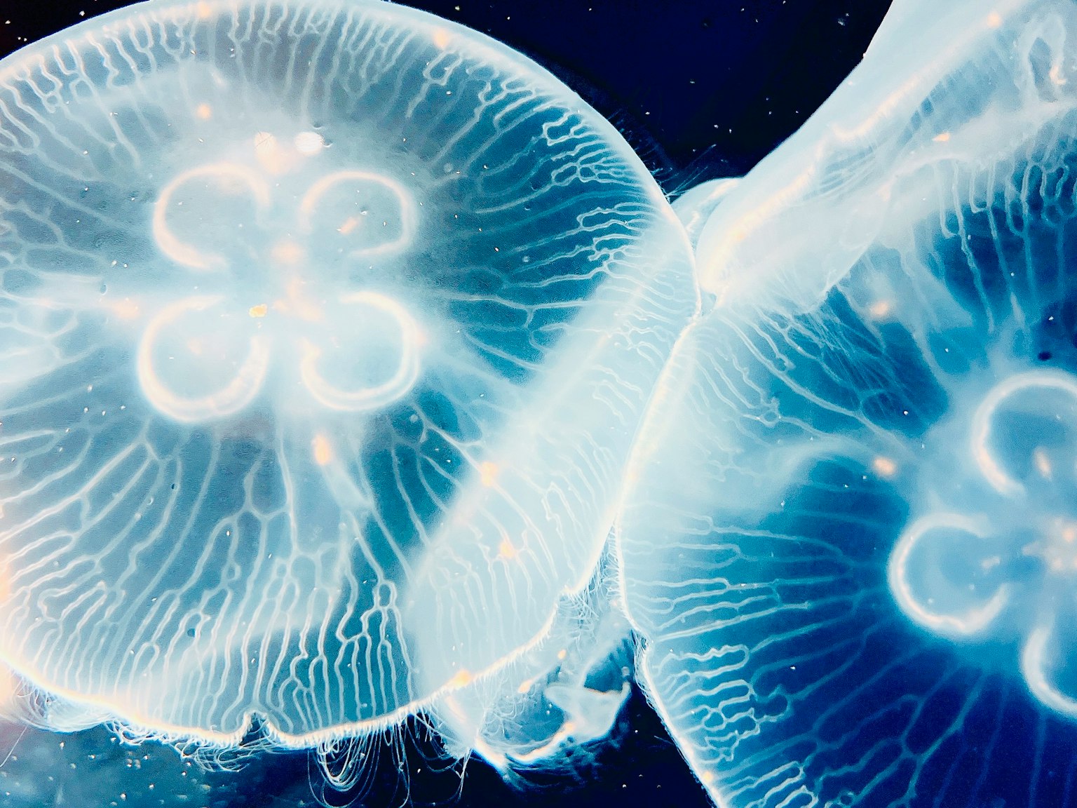 Dos medusas translúcidas flotando en agua oscura