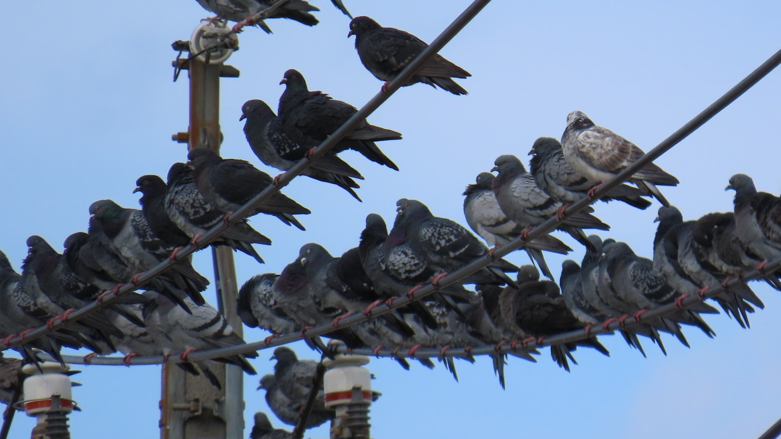 A flock of pigeons perched on power lines against a blue sky