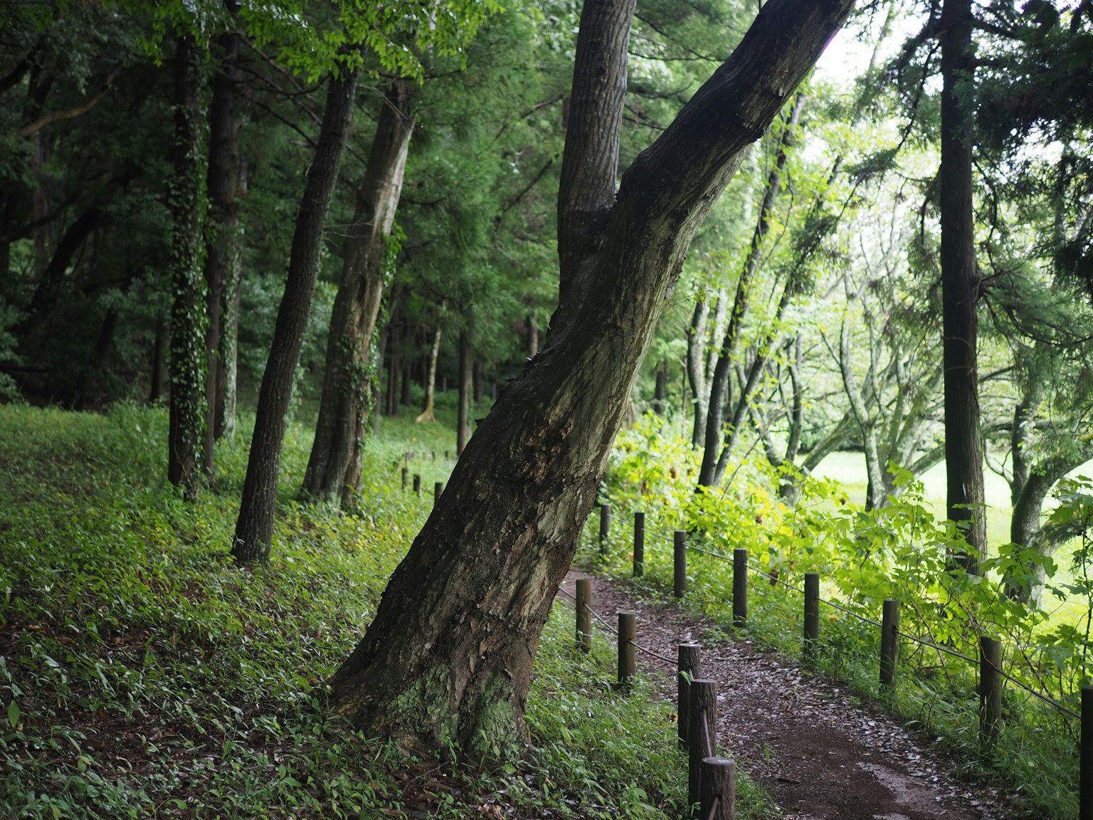 Üppiger Waldweg mit schiefen Bäumen und Grünflächen