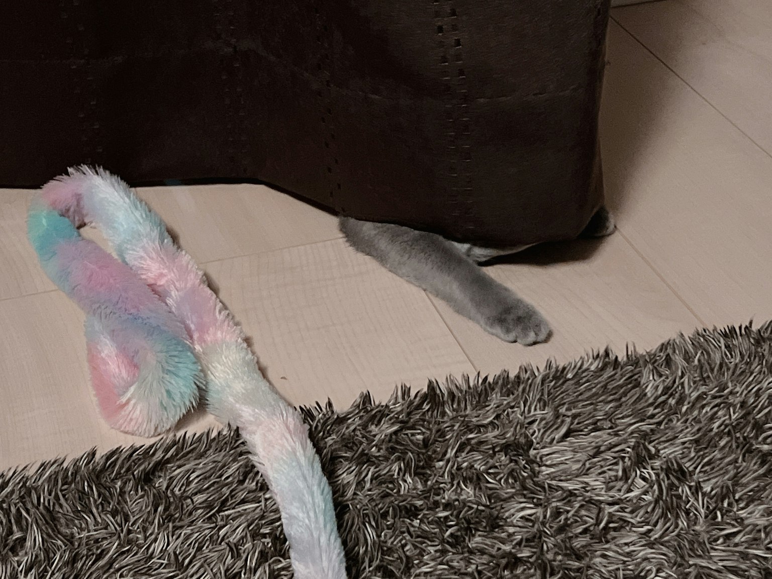 一个隐藏场景，有彩色毛毯和可见的灰猫爪子