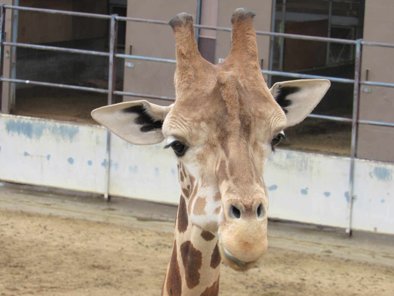 Primo piano del viso di una giraffa che evidenzia i suoi motivi unici e il lungo collo