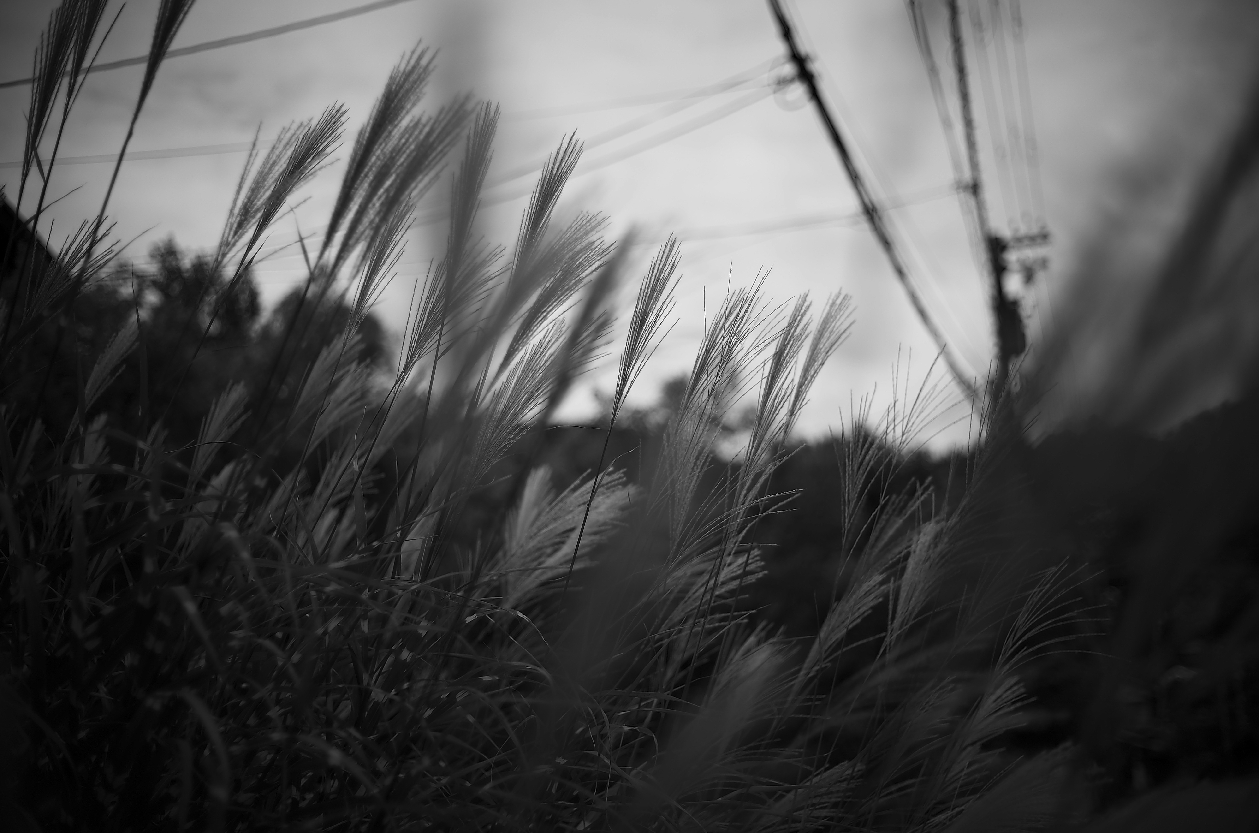 vue monochrome de la lumière à travers l’herbe et des brins qui ondulent