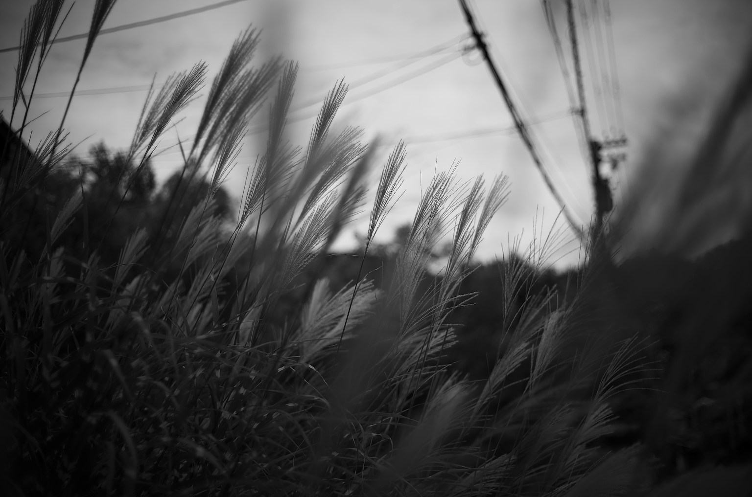 Schwarzweißlandschaft mit schwingendem Gras und Stromleitungen