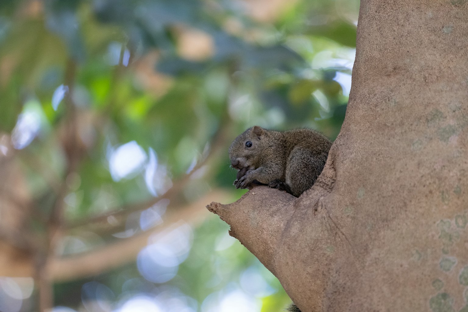 Hewan kecil yang duduk di cabang pohon