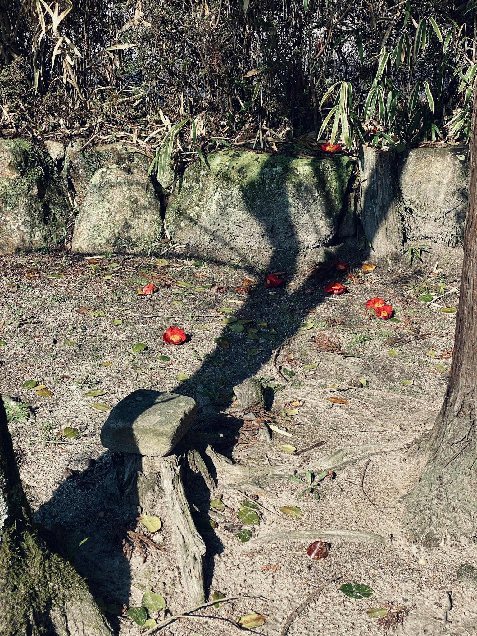 Fruits rouges éparpillés au sol avec l'ombre d'un arbre