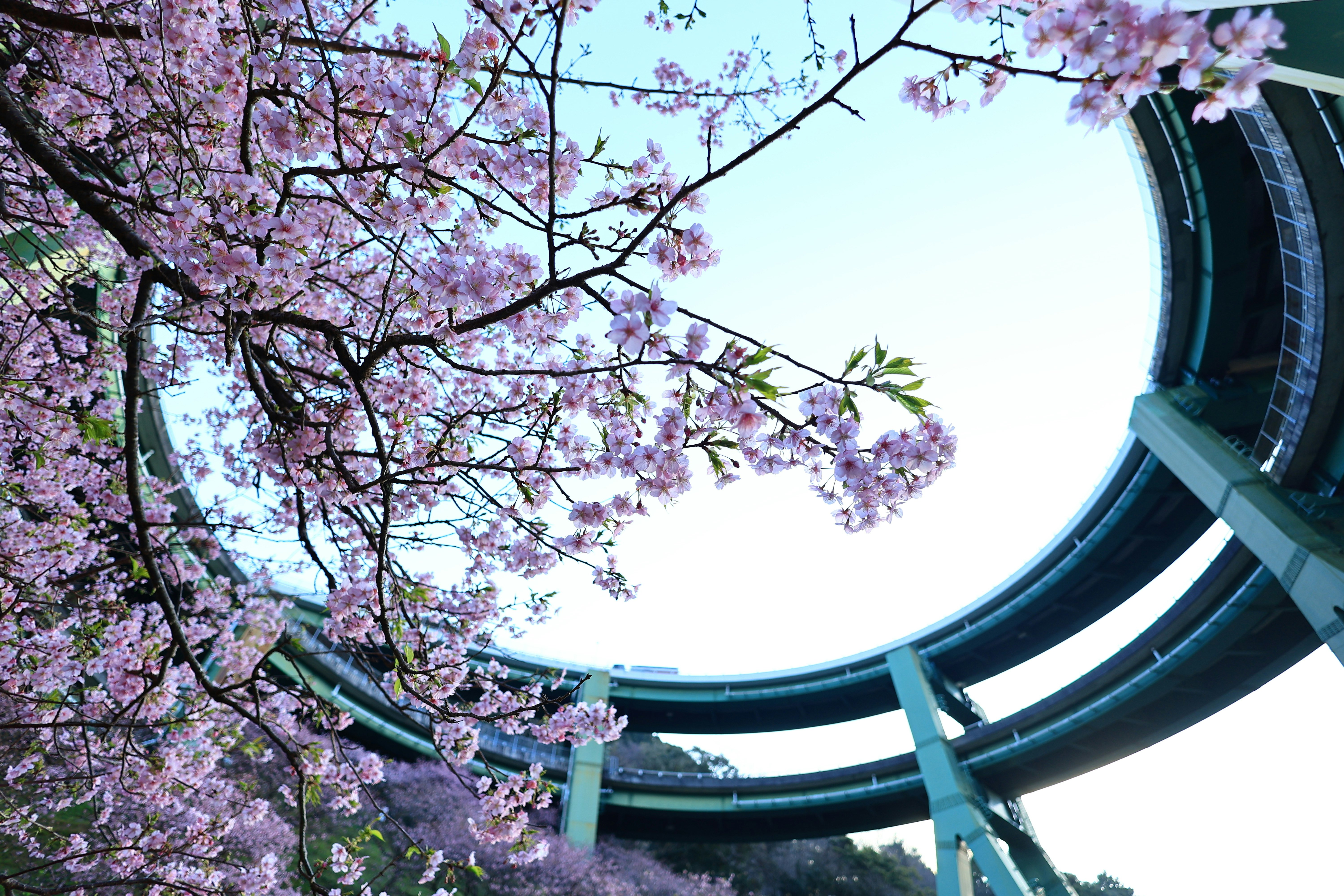 河津町のループ橋を見上げる桜の花景色
