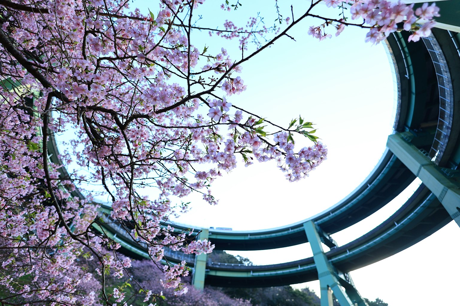 ทิวทัศน์ของดอกซากุระและสะพานวงกลม