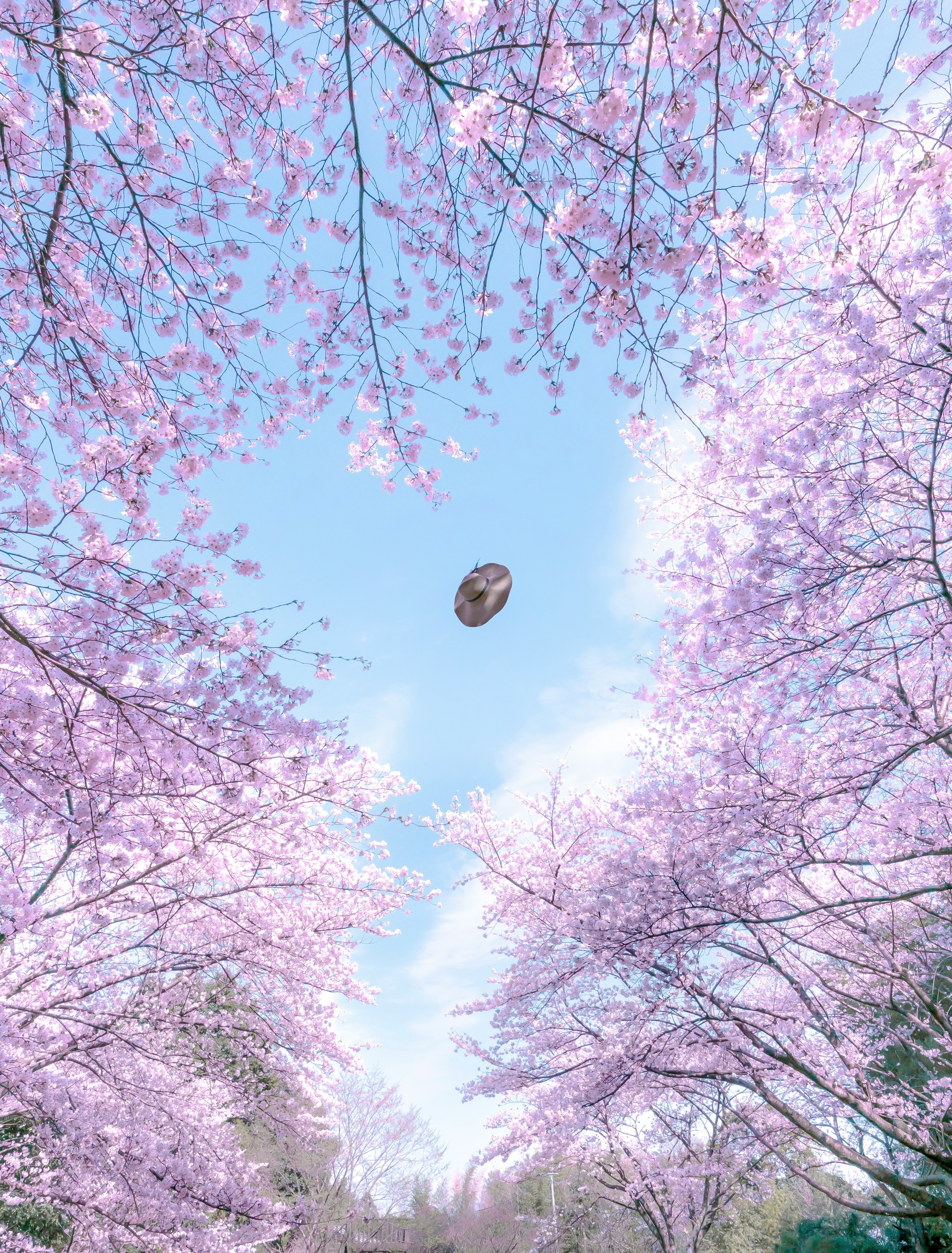 桜の花が広がる青空の下の枝先