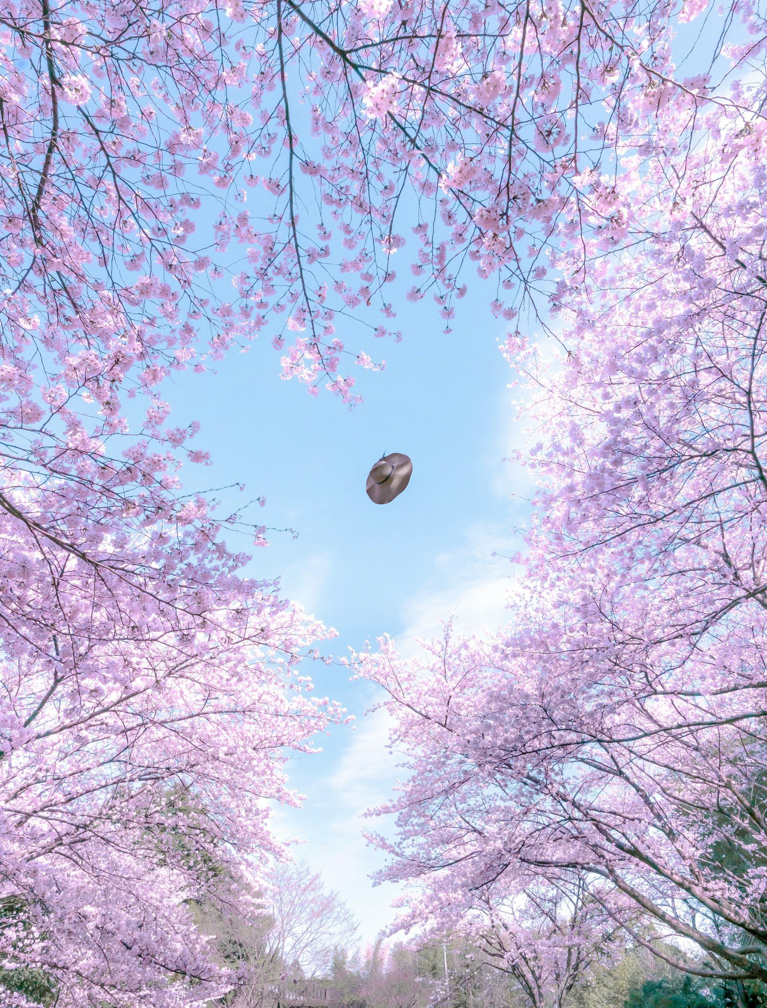 Vista del cielo blu e delle nuvole incorniciata da alberi di ciliegio in fiore