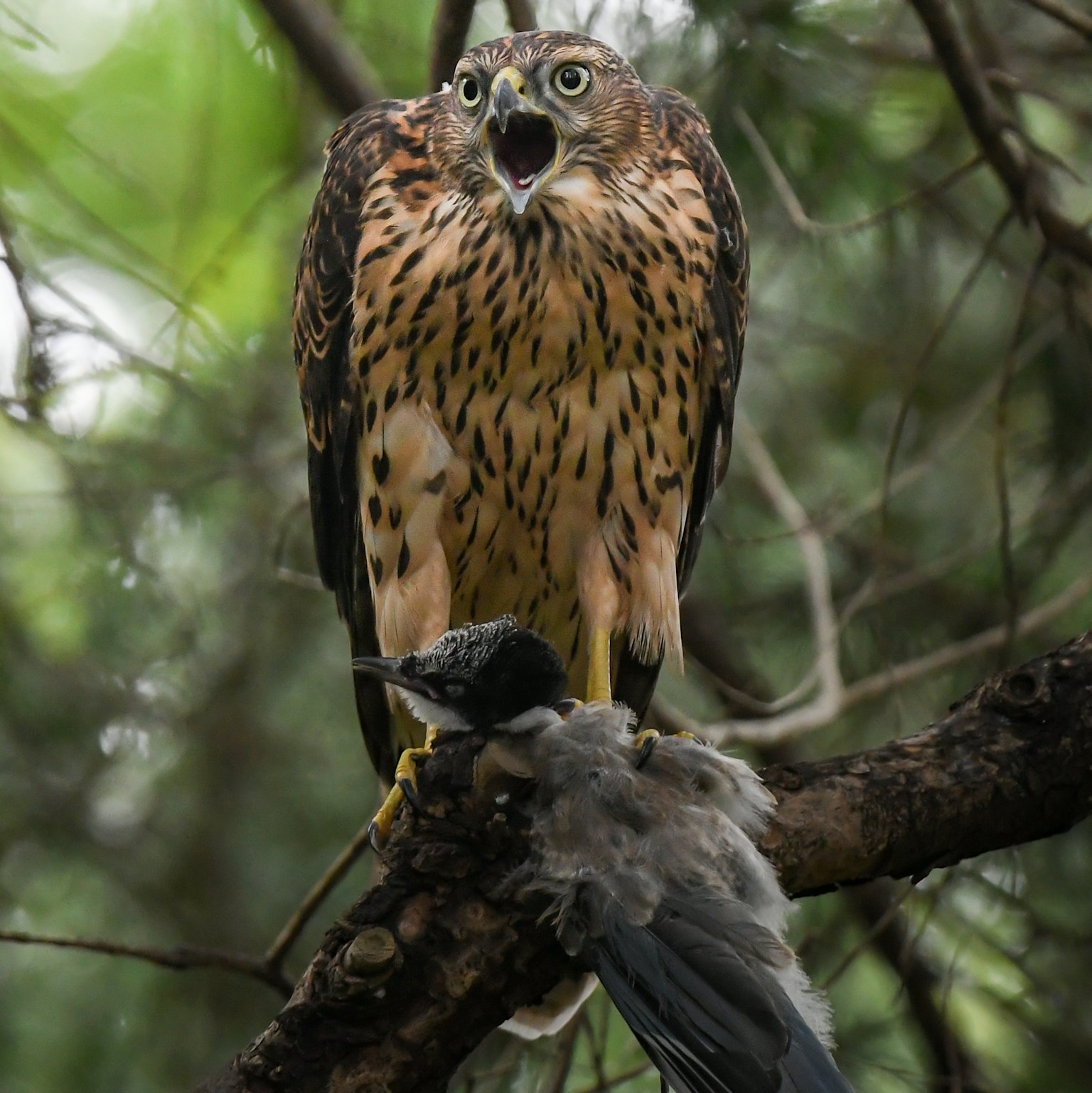 木の枝に止まる猛禽類の鳥が獲物を捕らえている様子