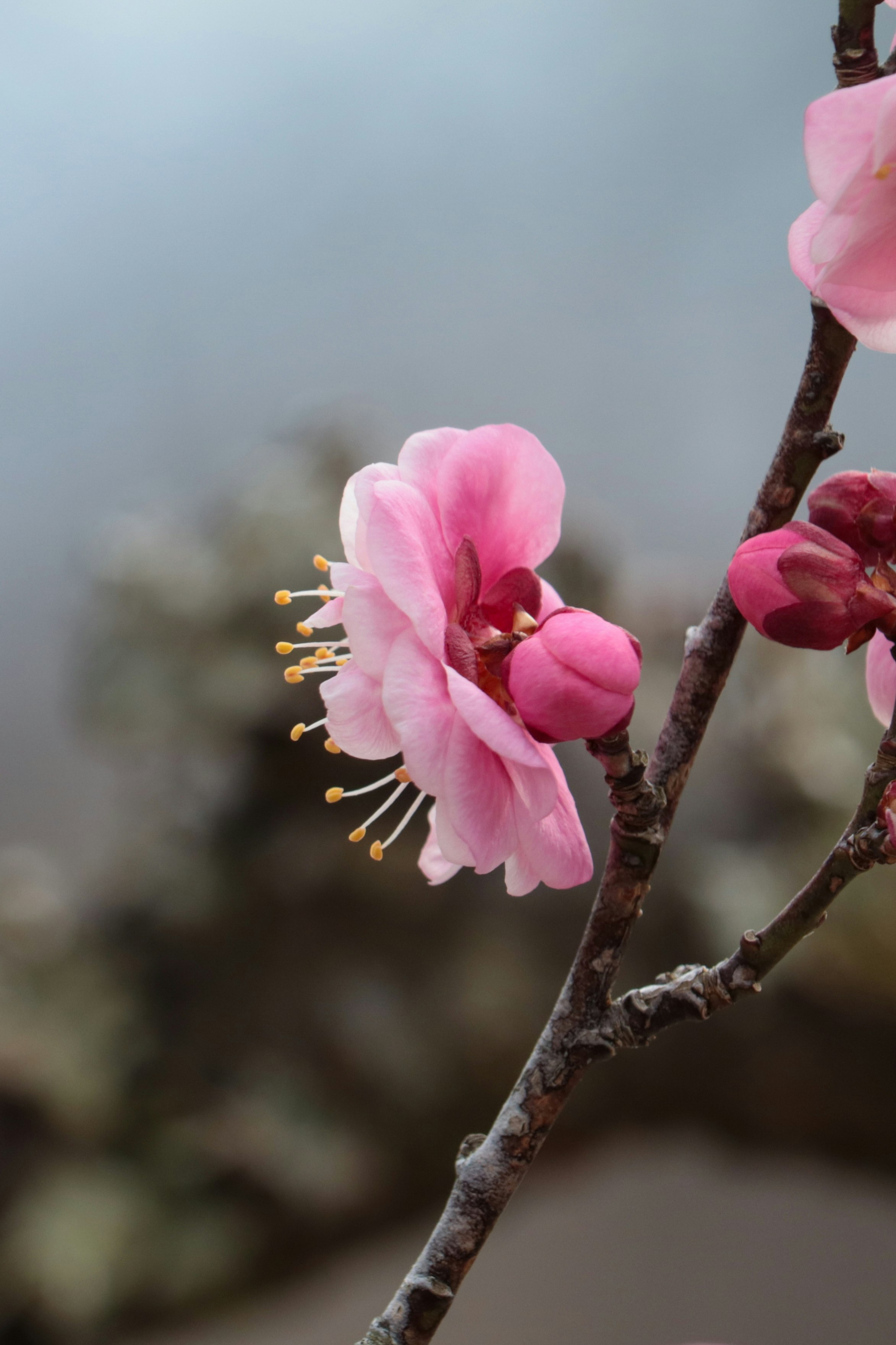 桃色の花が咲く枝先のクローズアップ