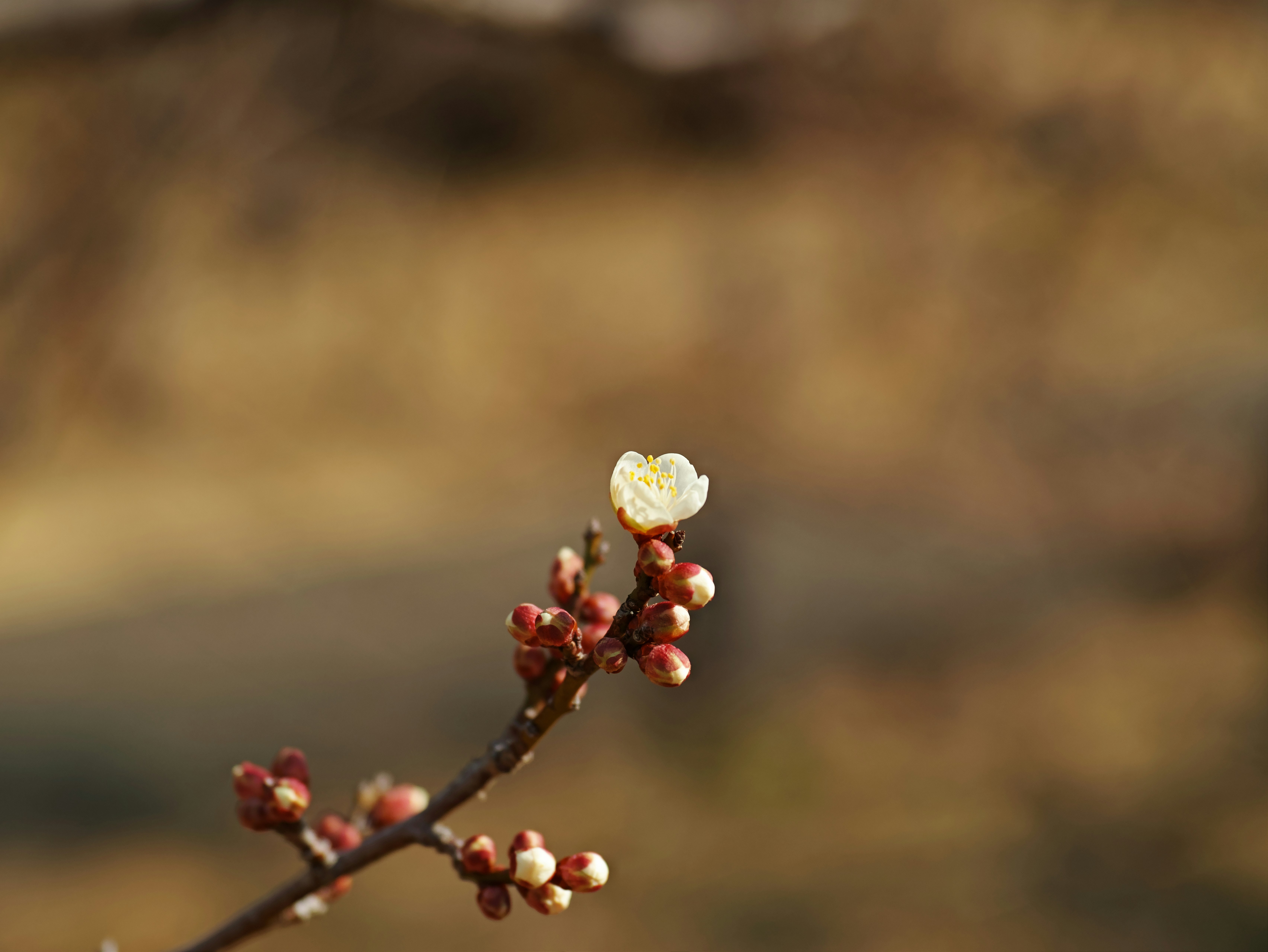 春の小さな花芽が枝先に咲く自然の風景
