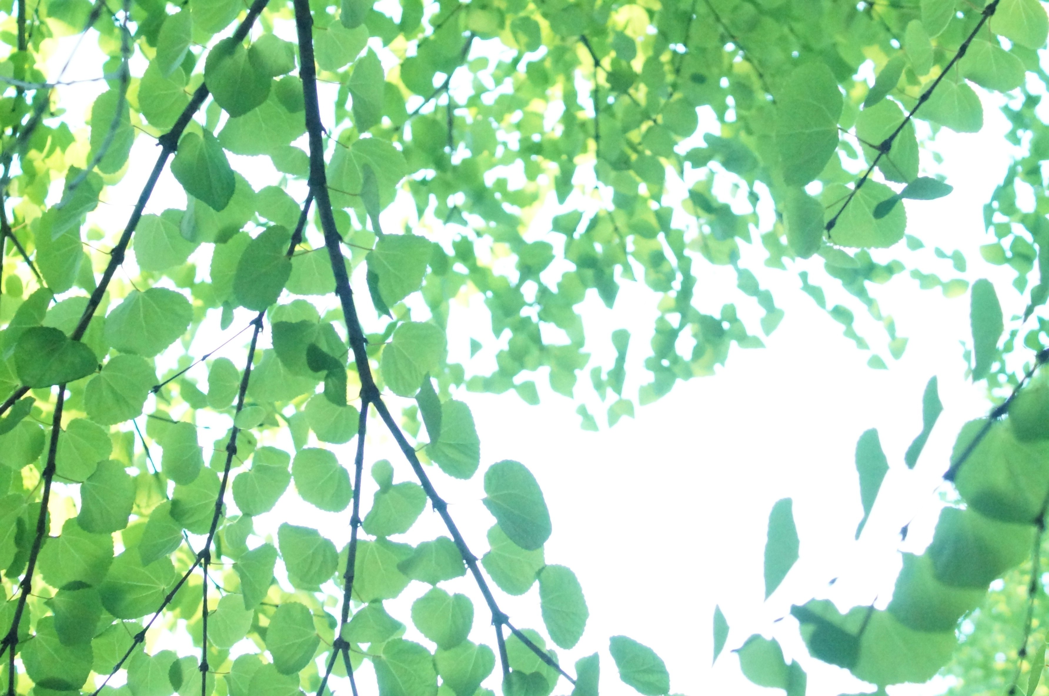木の葉の隙間から差し込む明るい光のある緑の葉