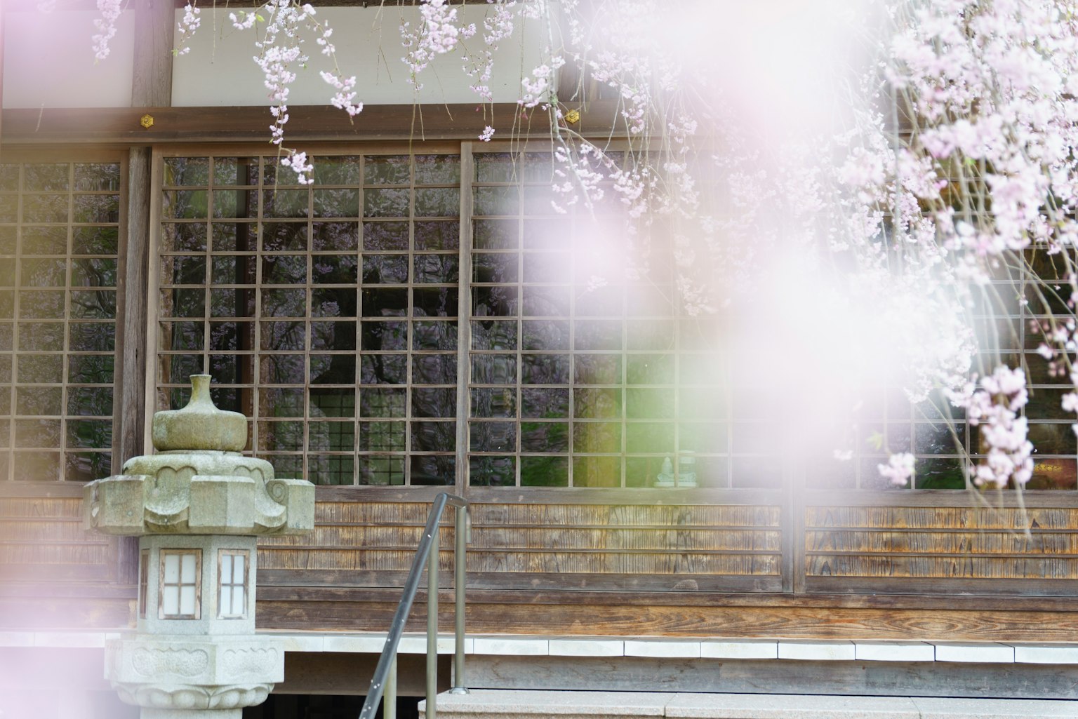Cherry blossom scene with a traditional Japanese building in the background