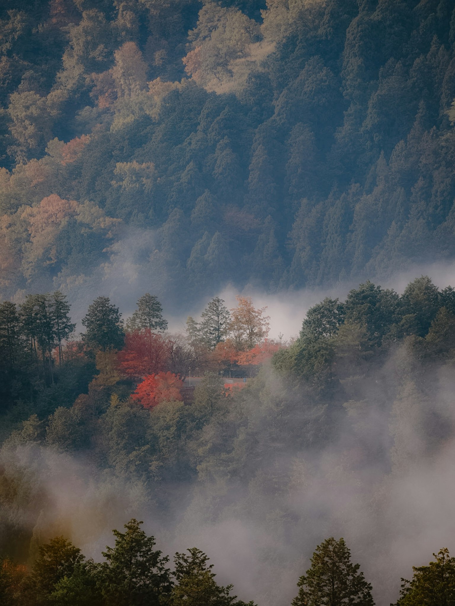 霧に包まれた山々の風景 色とりどりの木々が見える