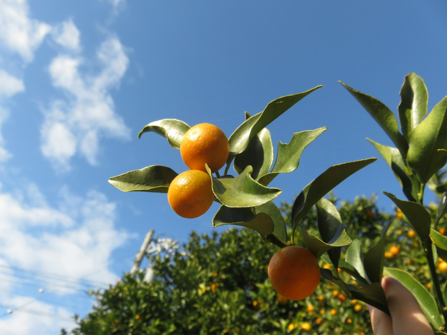 Branche avec des fruits oranges sous un ciel bleu