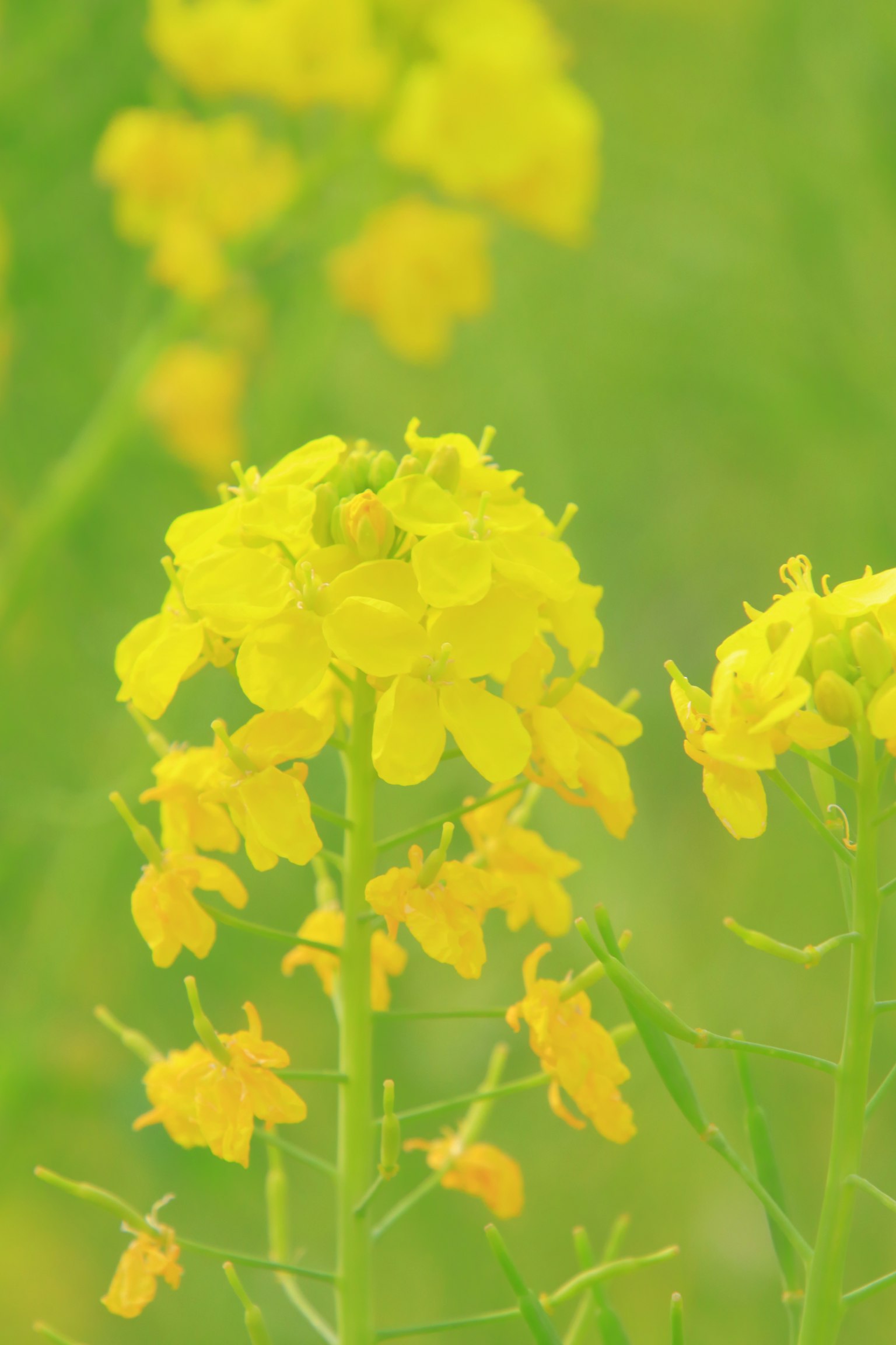 Fiori di colza gialli vivaci in un campo verde