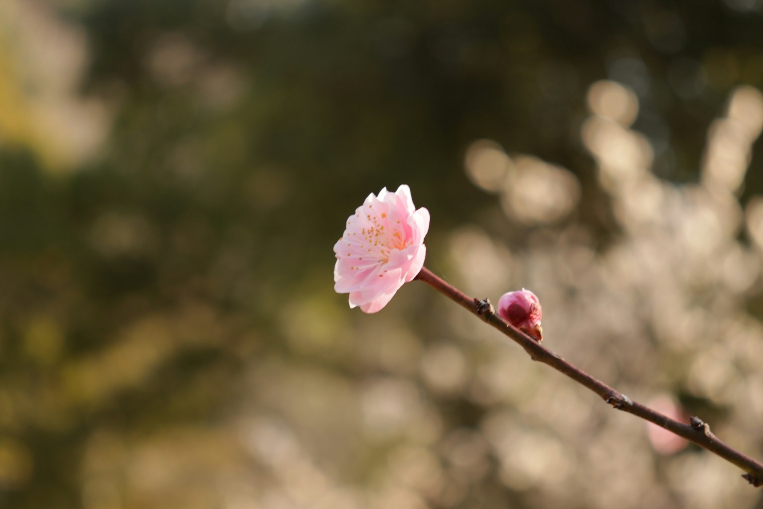 一根带有淡粉色花朵和花苞的枝条在模糊的背景中突出