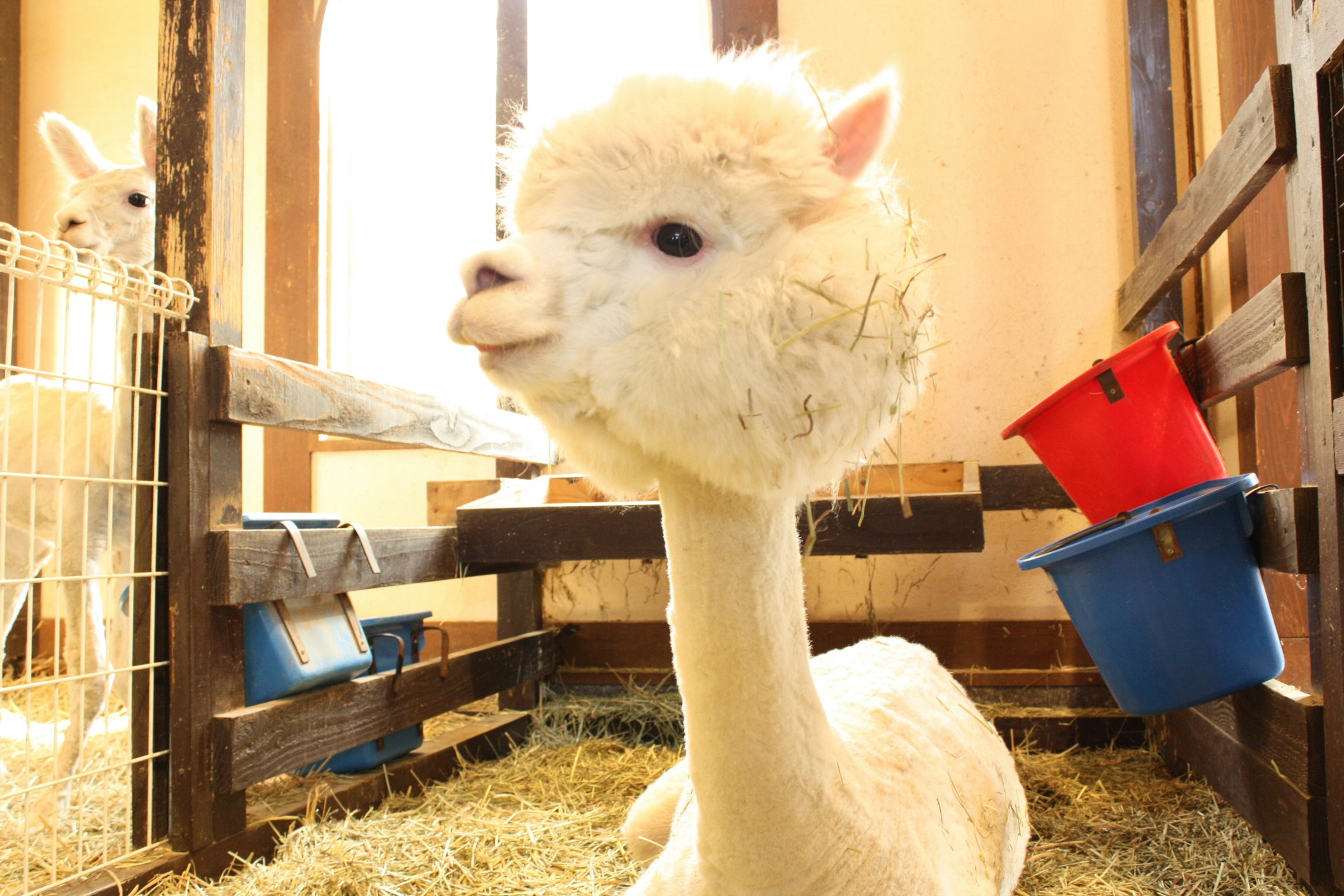 小屋の中で柵越しに見つめる白いヤギの子