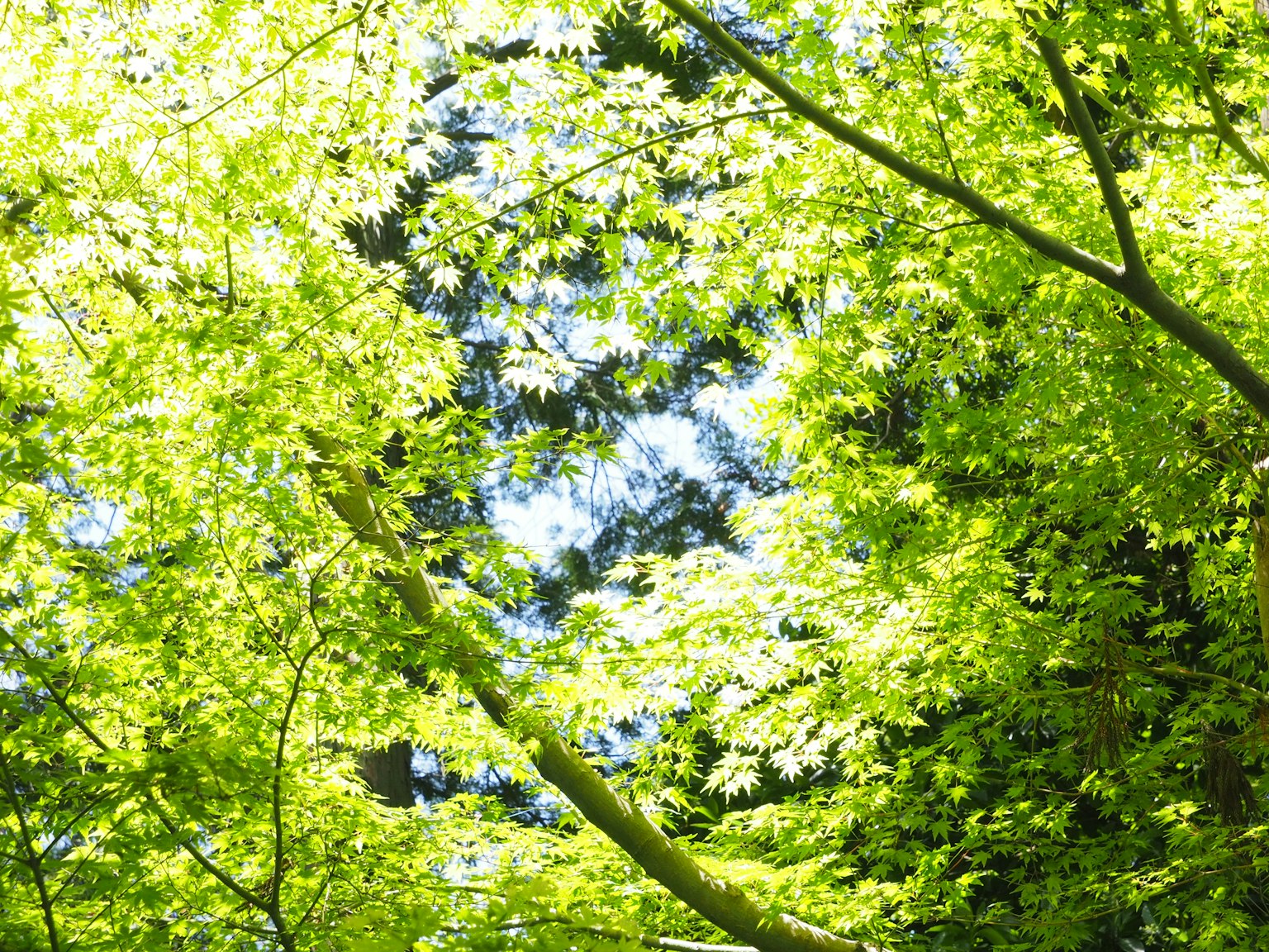 Lumière brillante filtrant à travers des feuilles vertes luxuriantes d'arbres