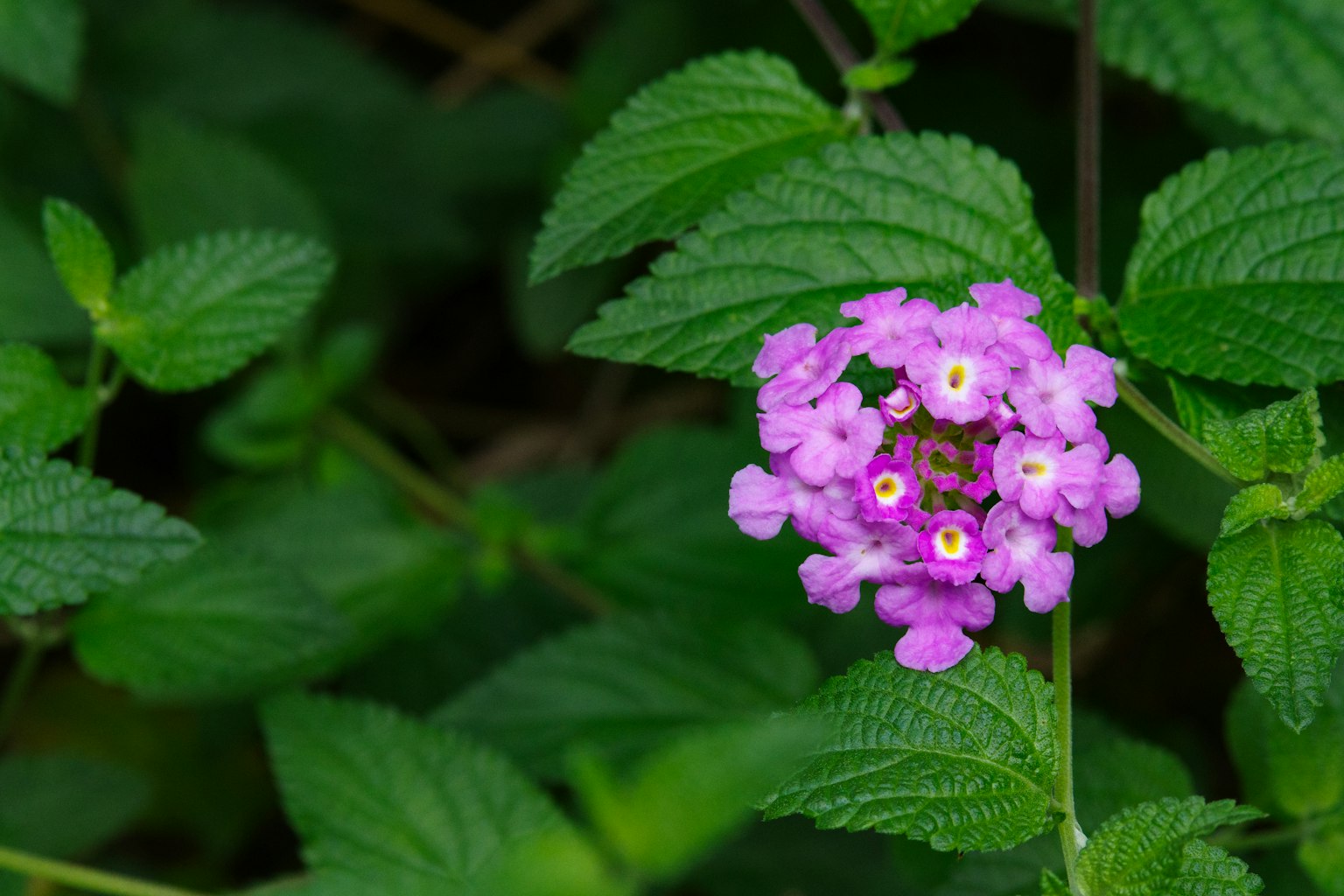 Gruppo di piccoli fiori viola tra le foglie verdi