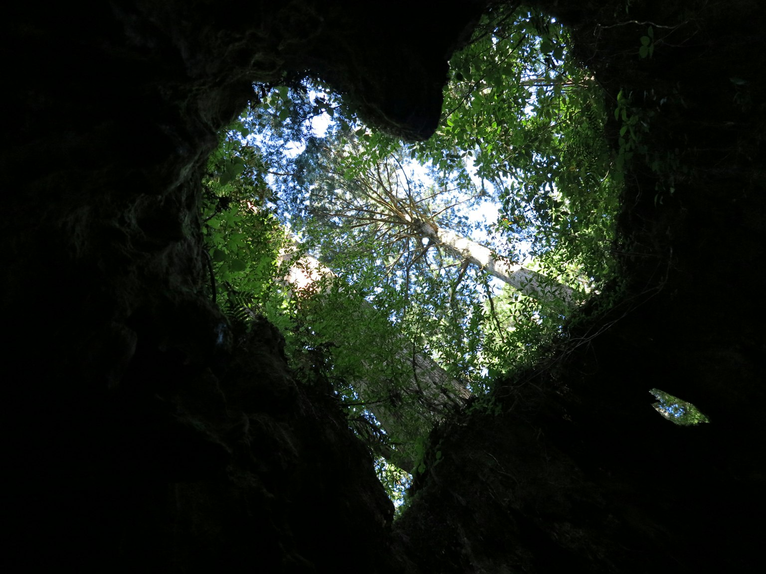 Vue en forme de cœur du ciel à travers les arbres
