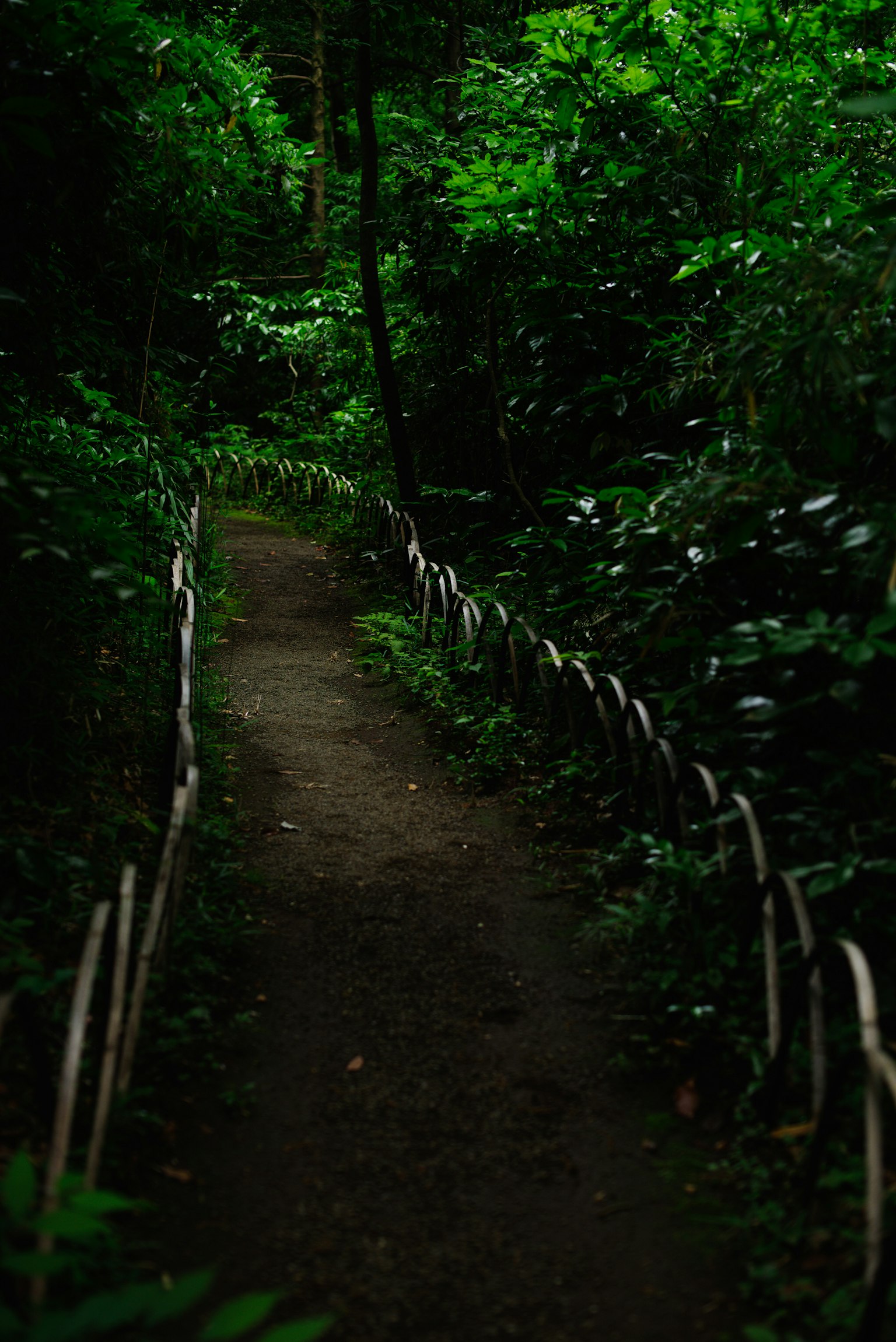 A winding path through a lush green forest