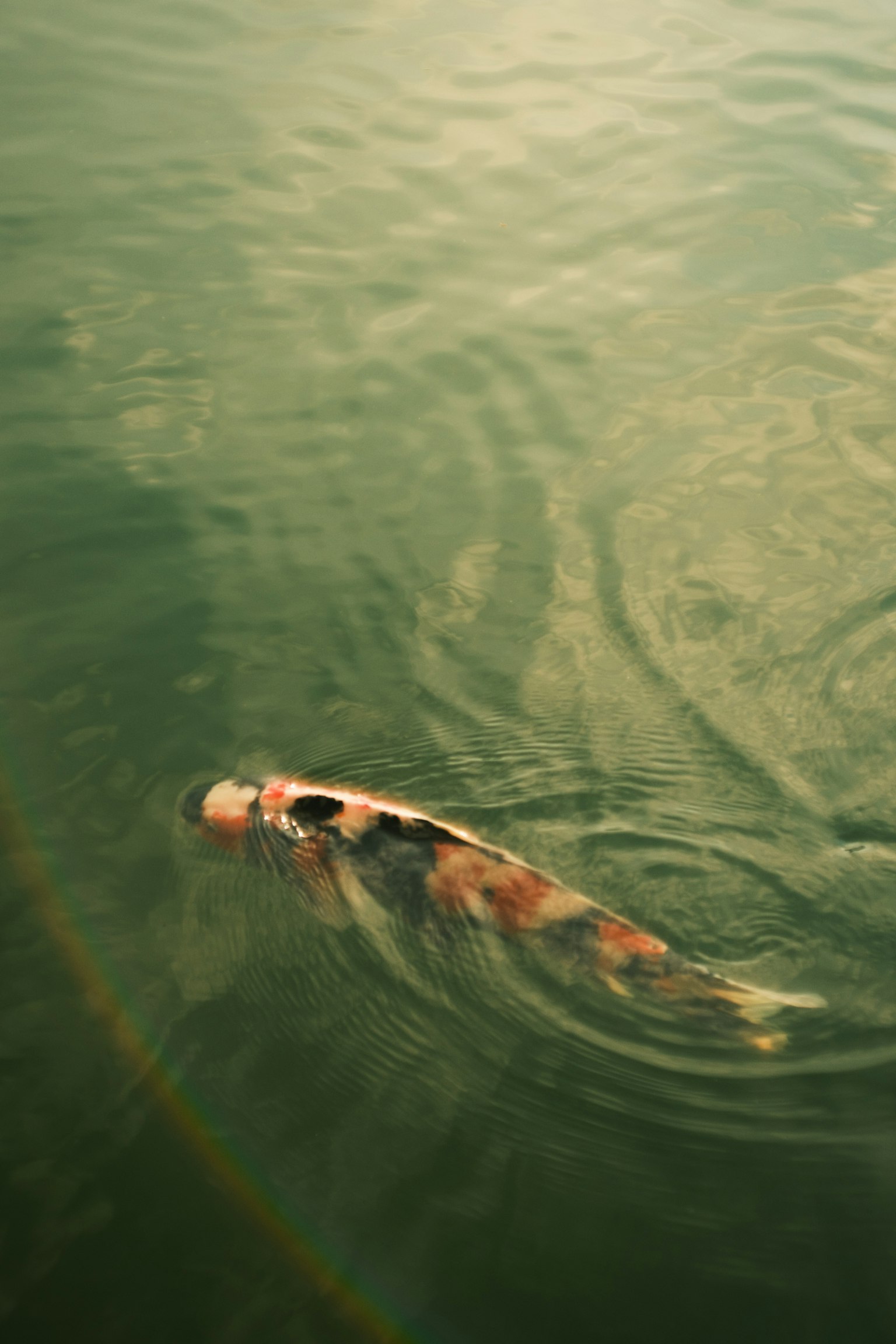 水中を泳ぐ鯉の魚の姿と水面の波紋