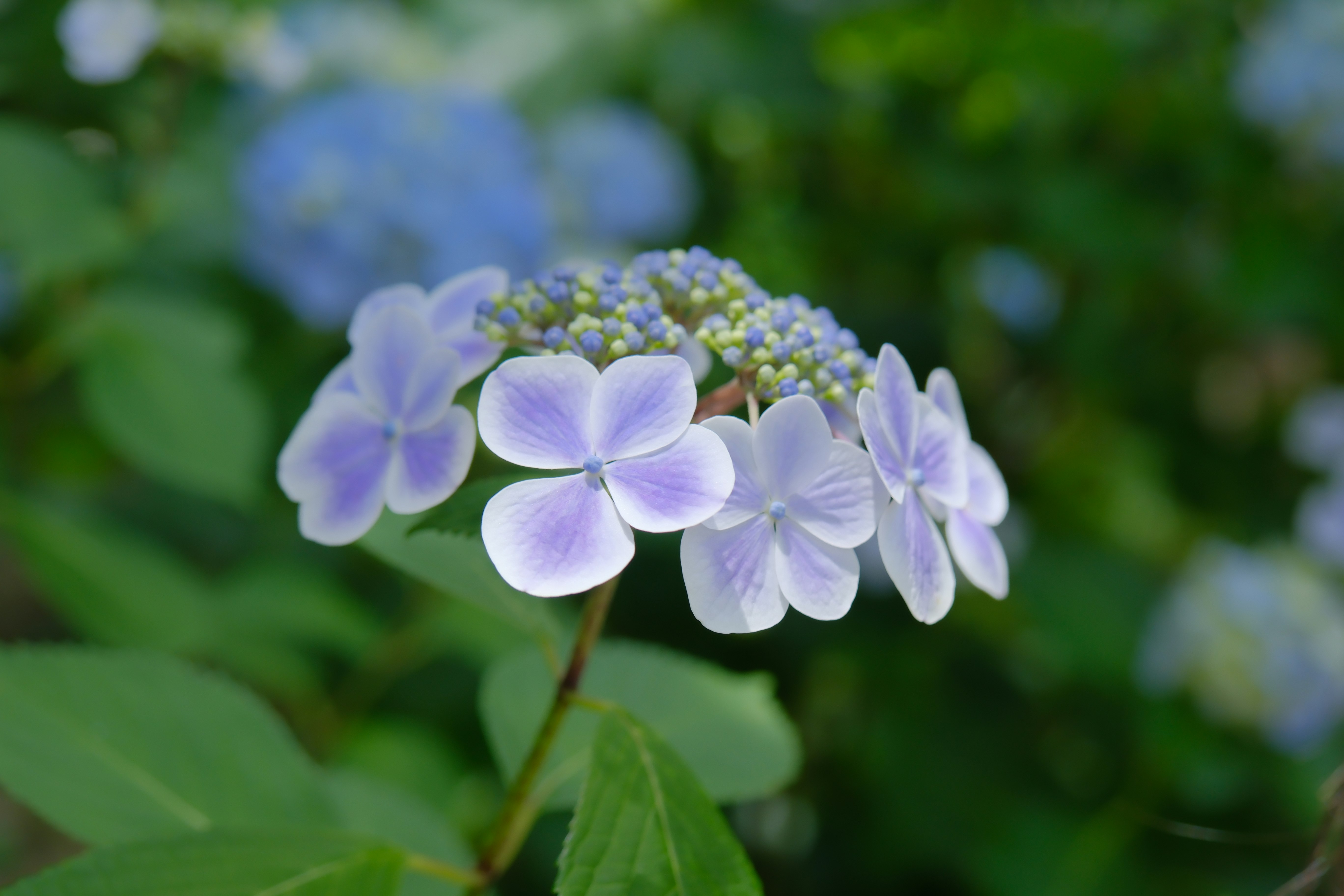 紫のアジサイの花とボケた緑の背景