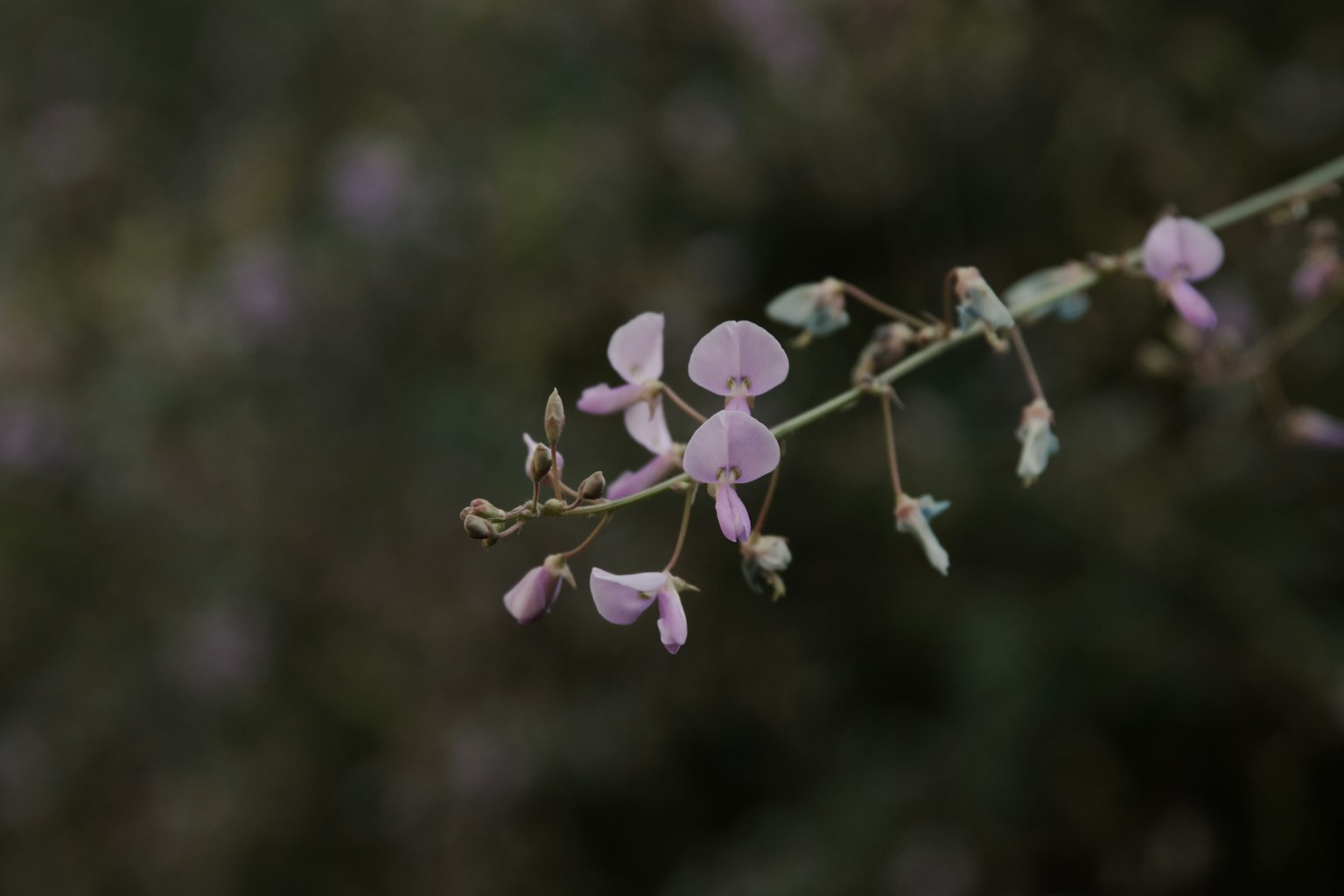 ภาพระยะใกล้ของกิ่งก้านที่มีดอกสีชมพูอ่อน