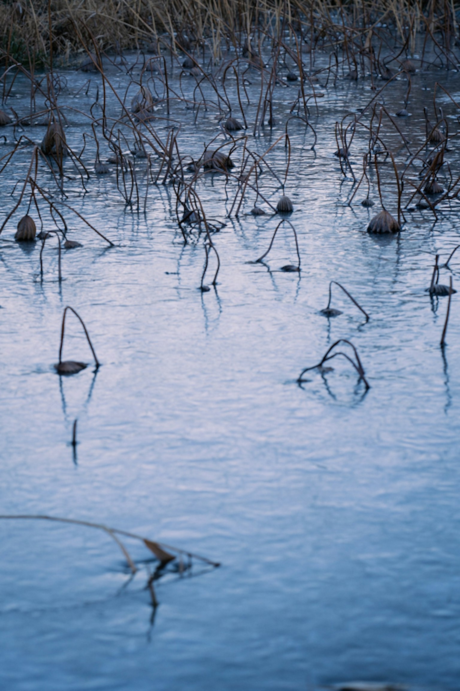 Eau calme reflétant des plantes sèches et des teintes bleues