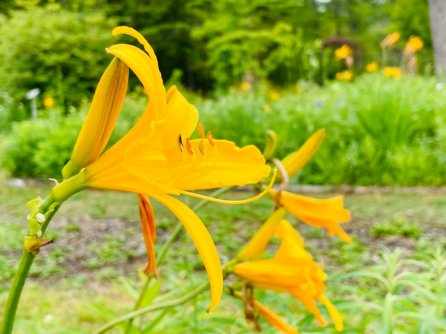 Vibrant yellow flowers blooming in a garden setting