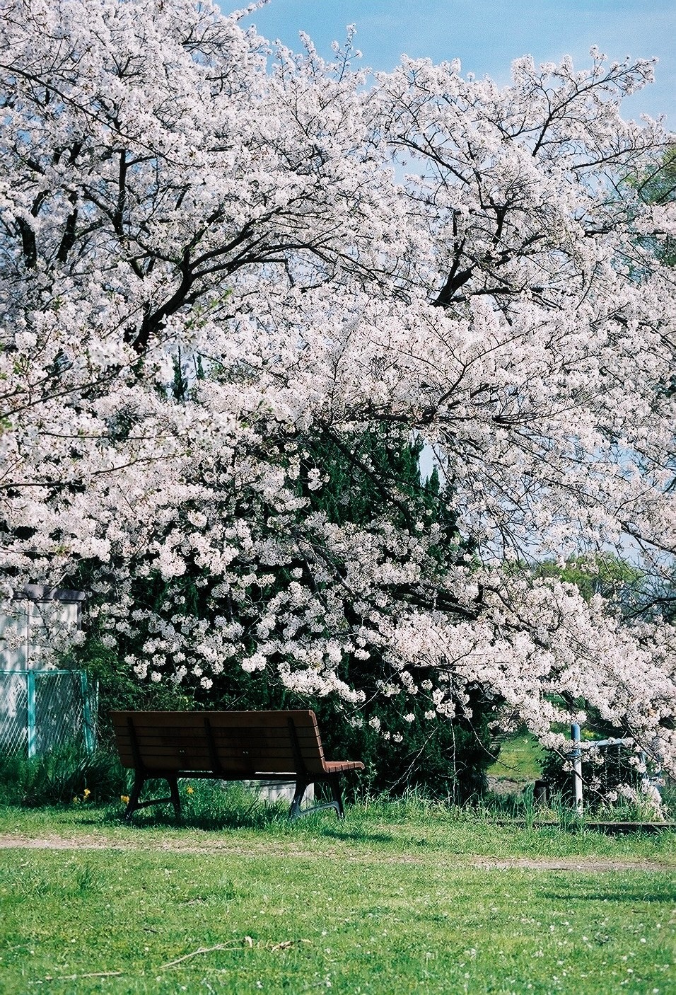 芝生の上にベンチがある満開の桜並木