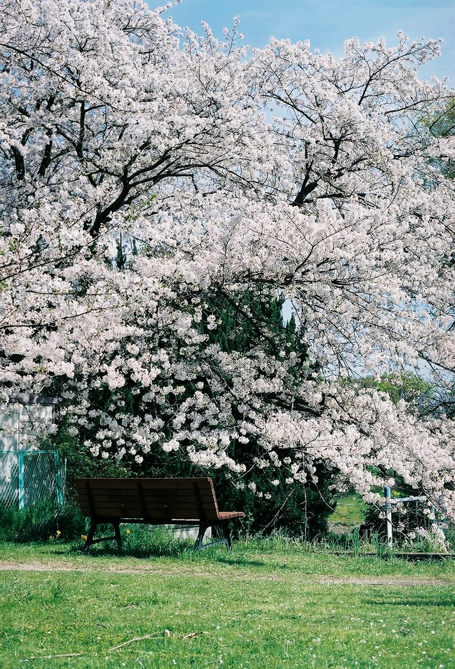 A bench under a cherry blossom tree with a blue sky