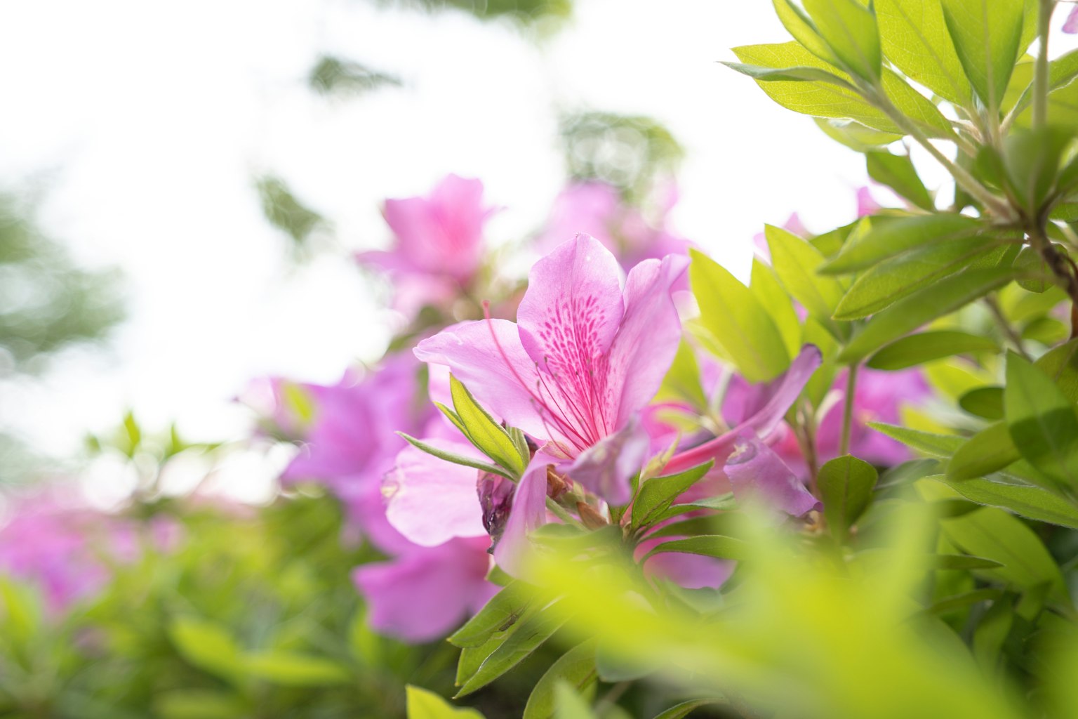 Primo piano di fiori di azalea rosa su uno sfondo luminoso con foglie verdi lussureggianti