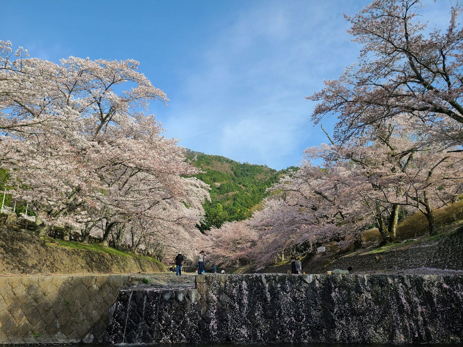 美麗的櫻花樹和藍天的風景