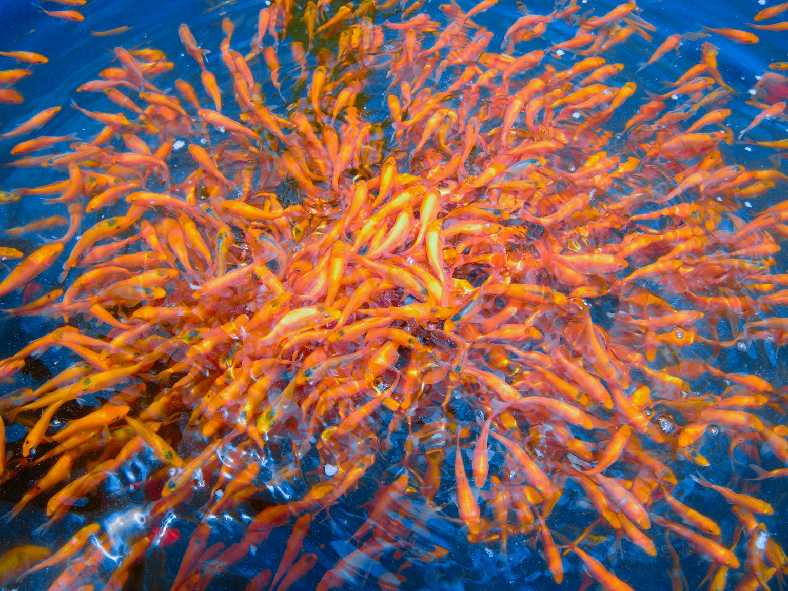 Un hermoso grupo de peces naranjas nadando en el agua