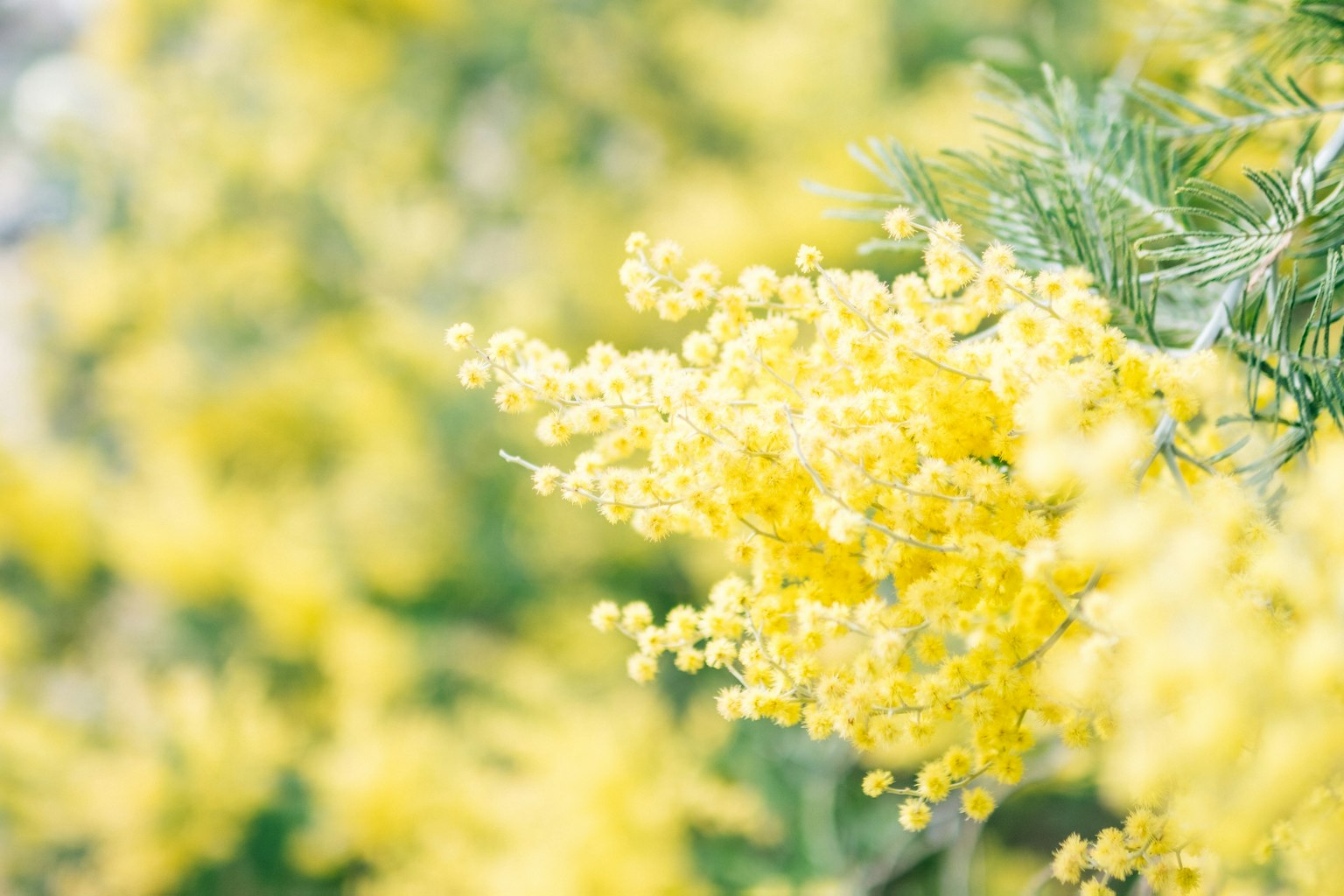 Cận cảnh hoa mimosa vàng đang nở