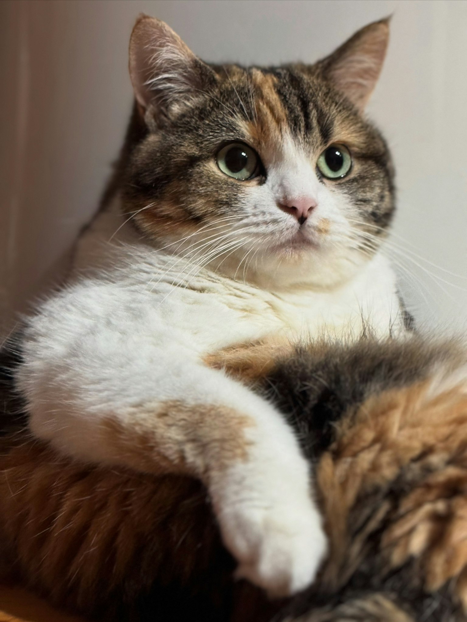 一只三色猫放松地坐着，表情平静